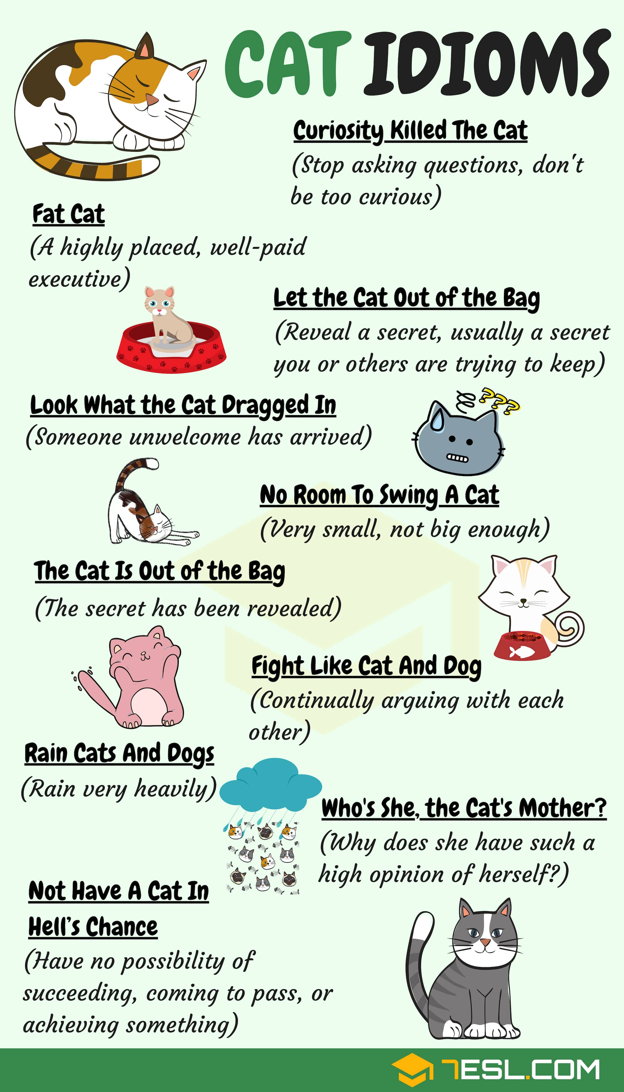Cat Idioms with Meaning and Examples