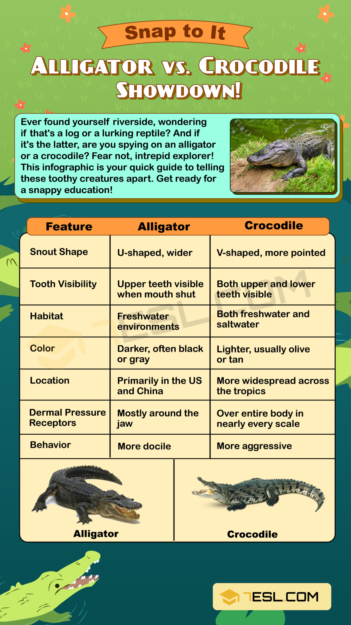 Alligator vs. Crocodile