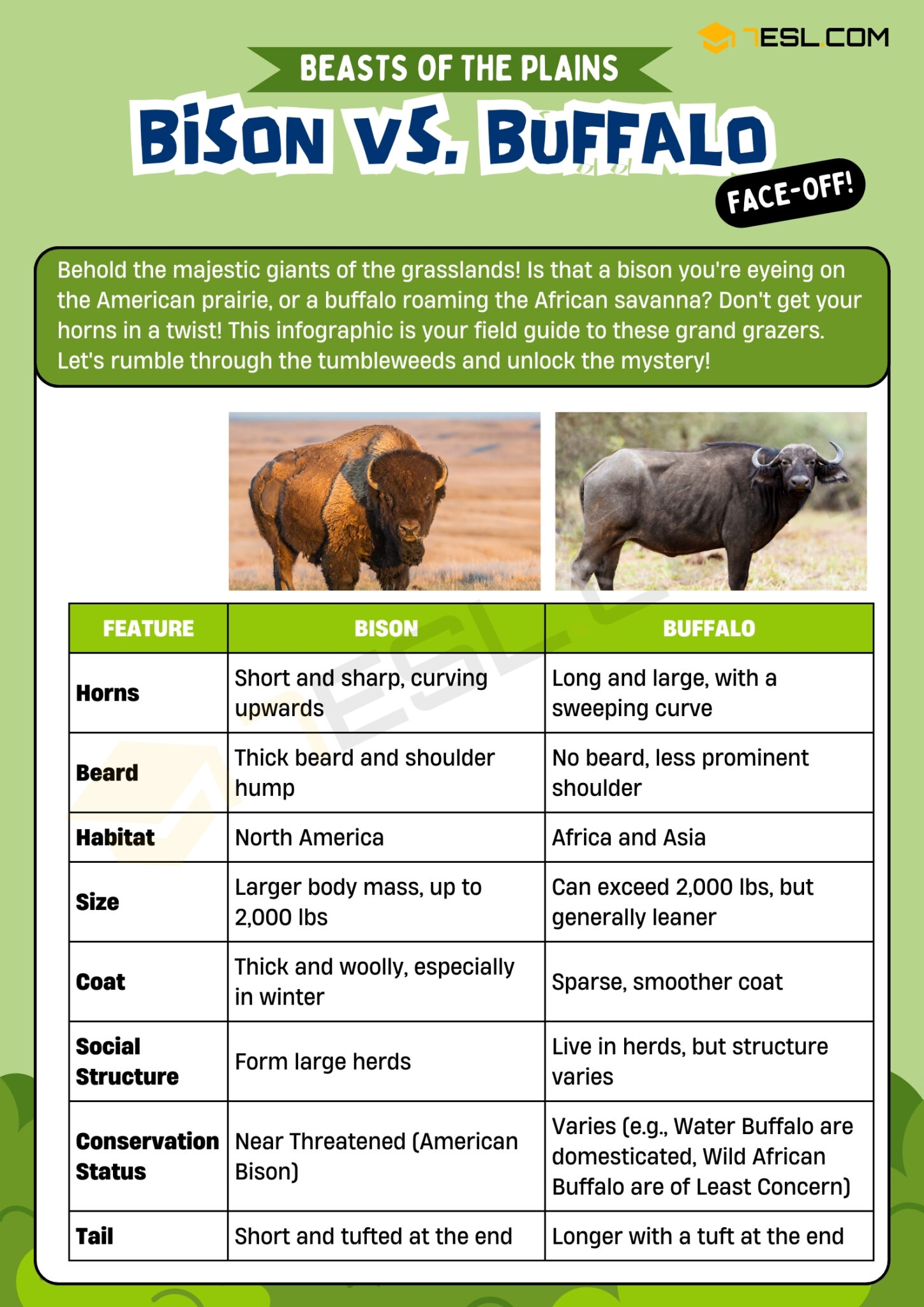 Bison vs. Buffalo