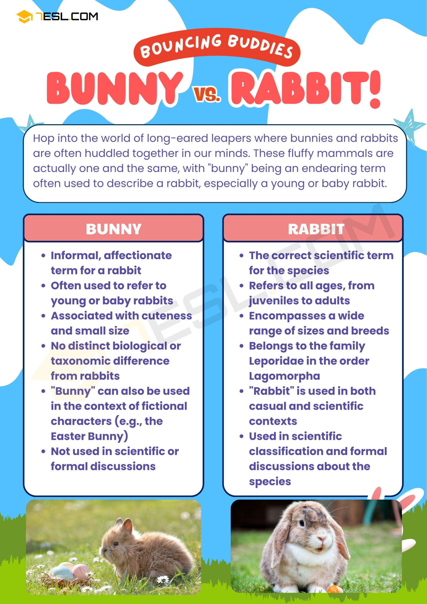 Bunny vs. Rabbit
