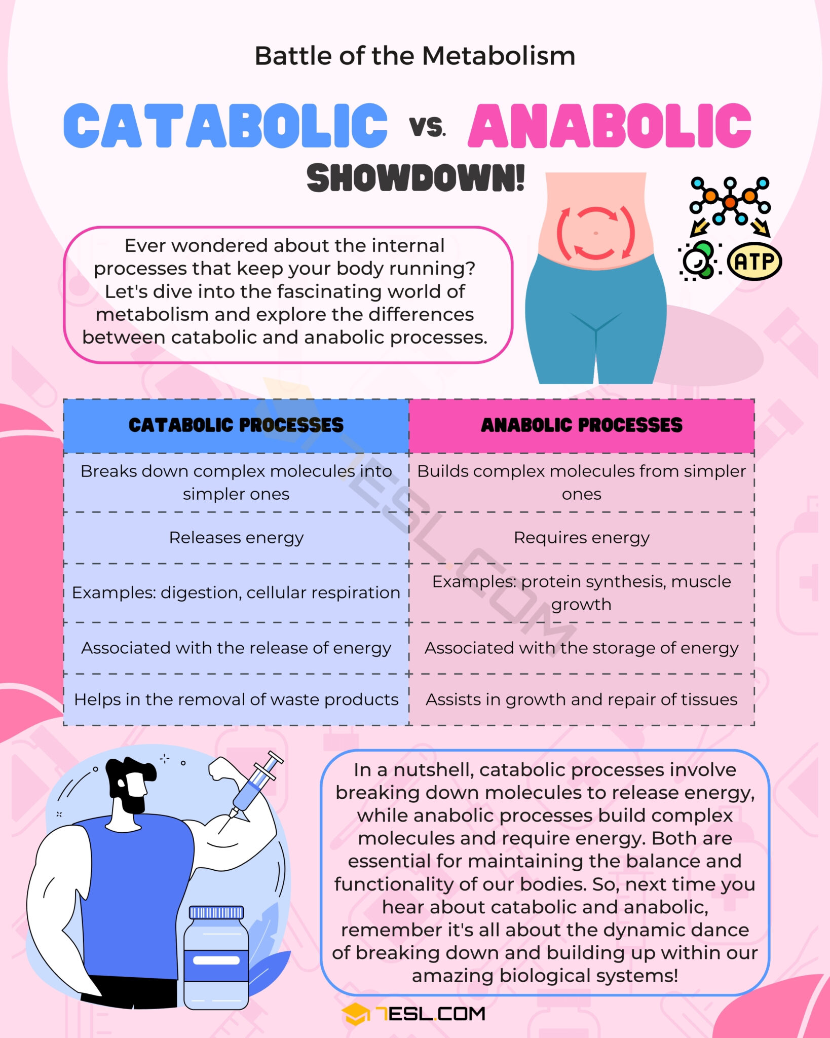 Catabolic vs. Anabolic