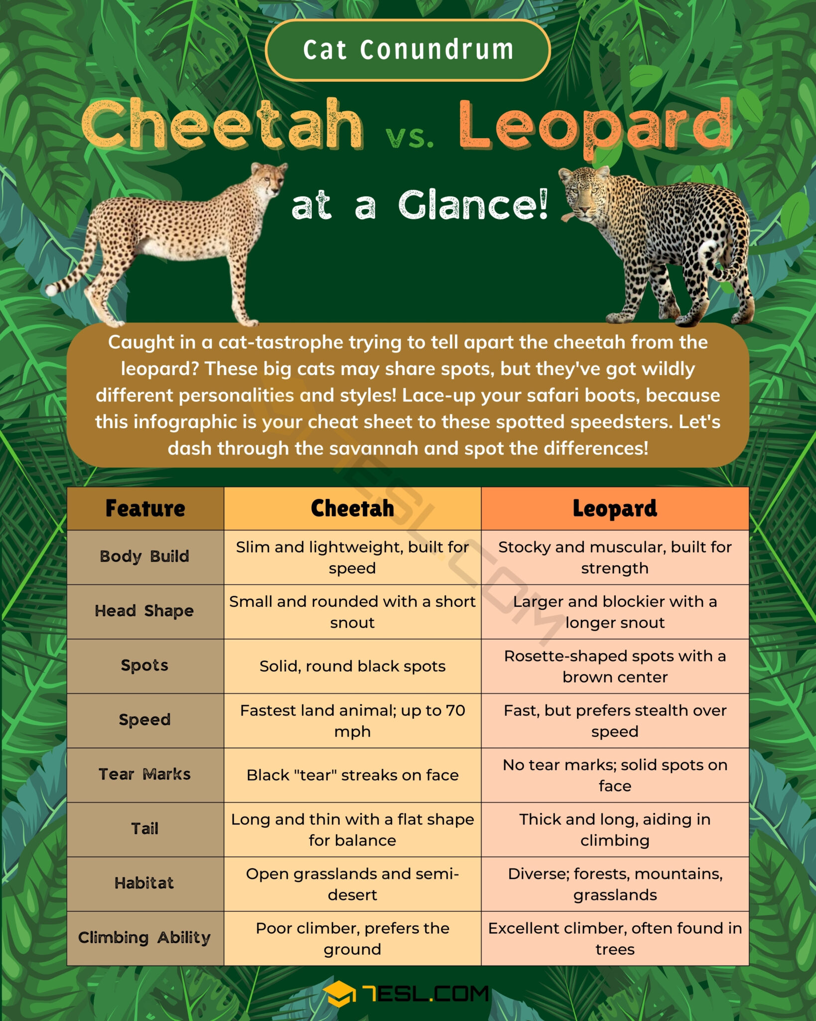 Cheetah vs. Leopard