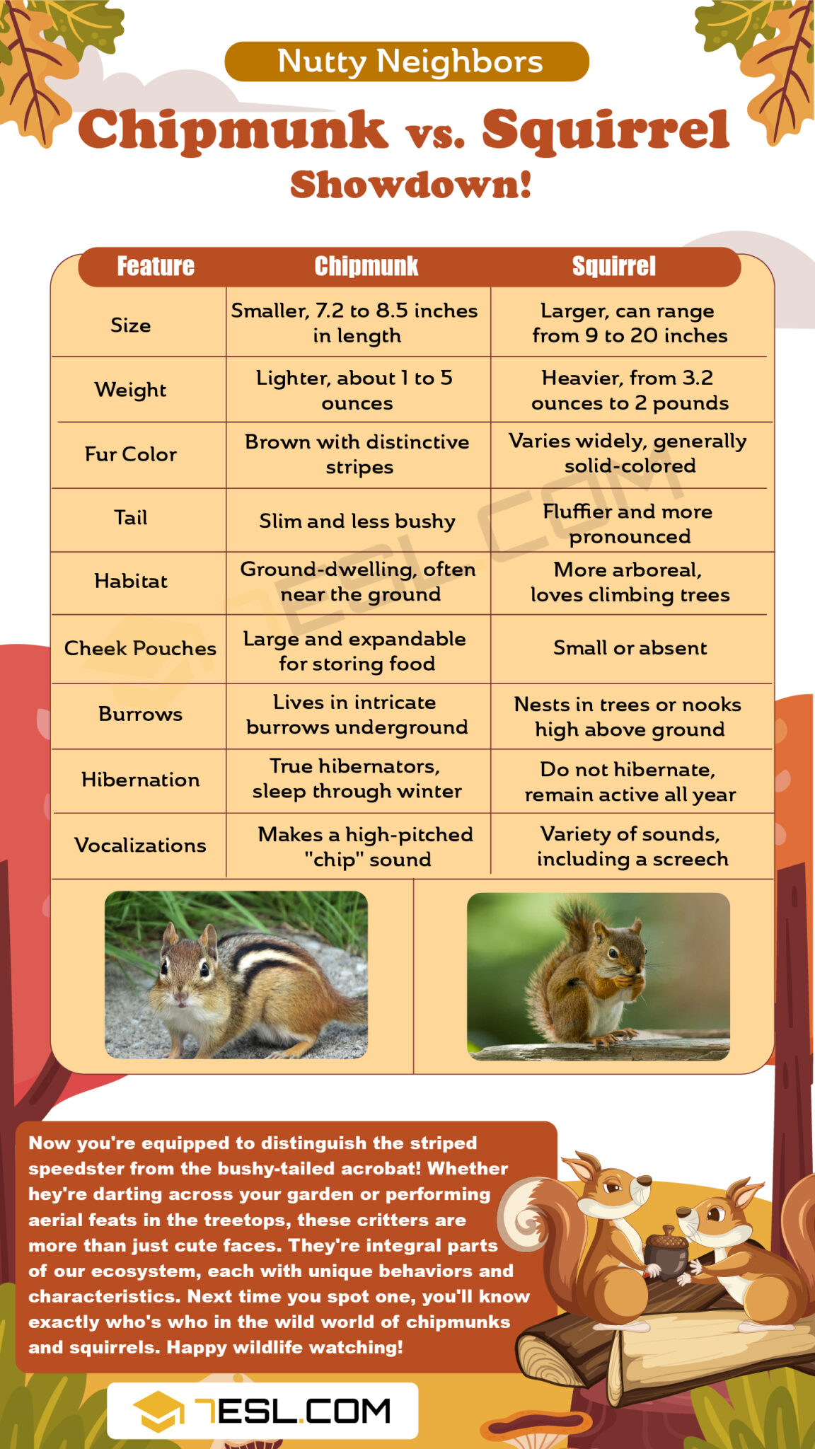 Chipmunk vs. Squirrel