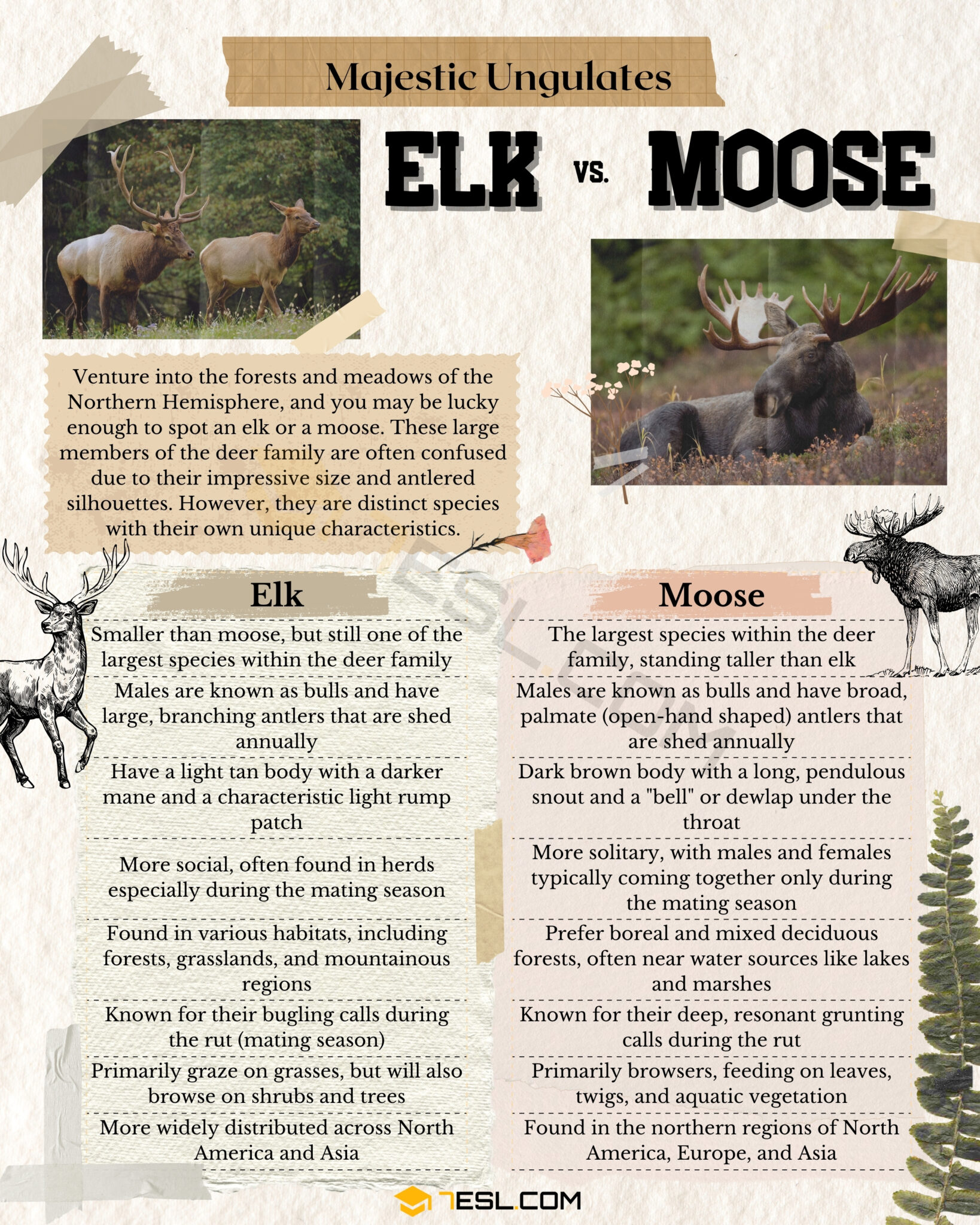 Elk vs. Moose