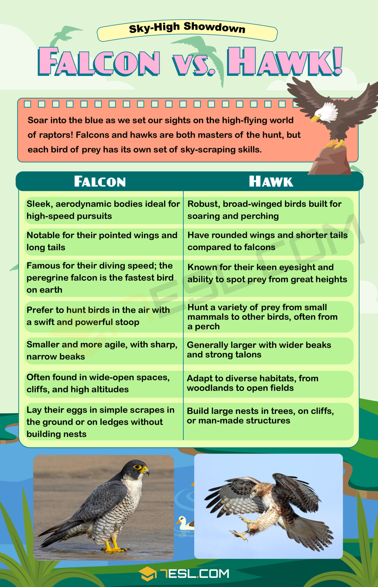 Falcon vs. Hawk