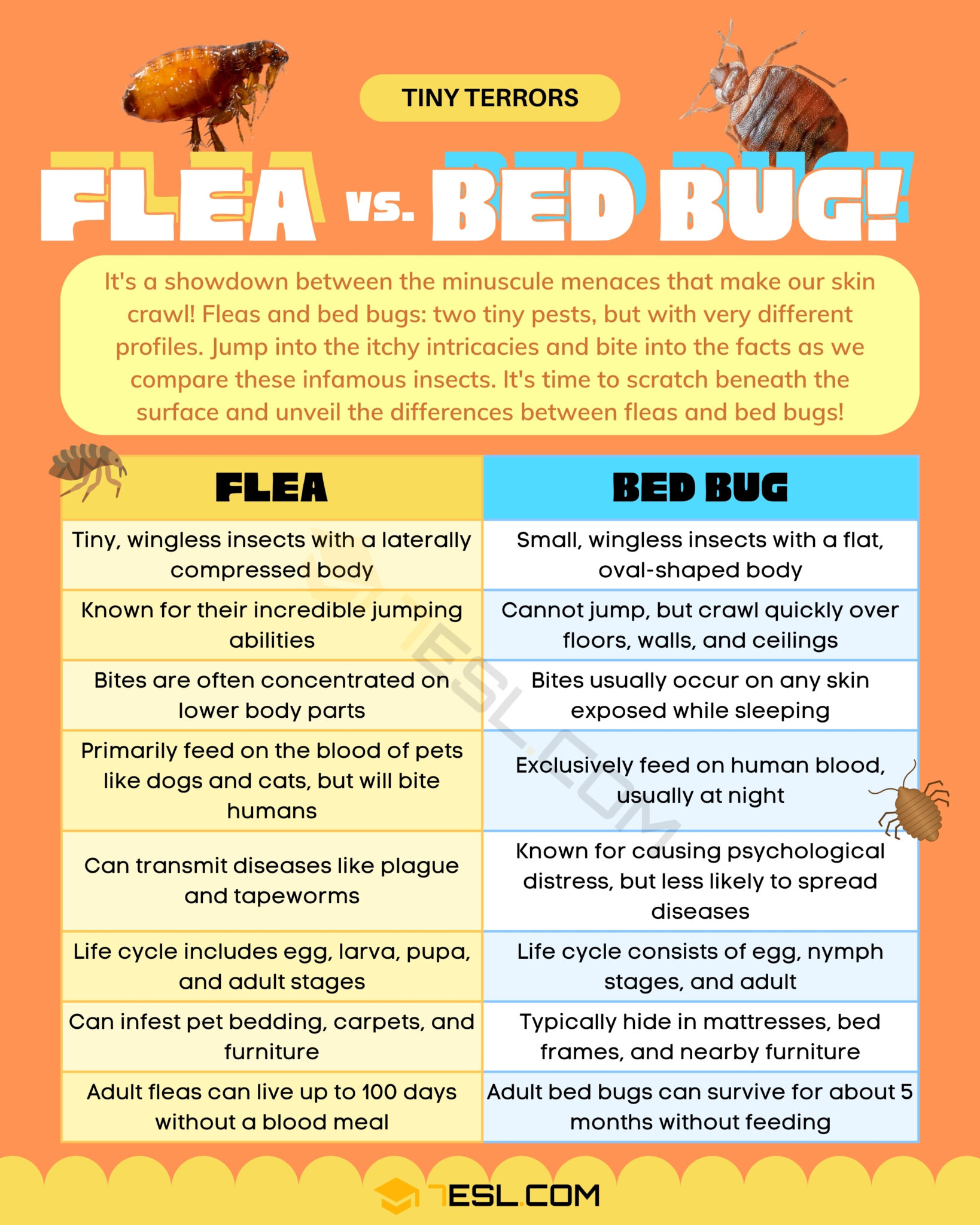 Flea vs. Bed Bug