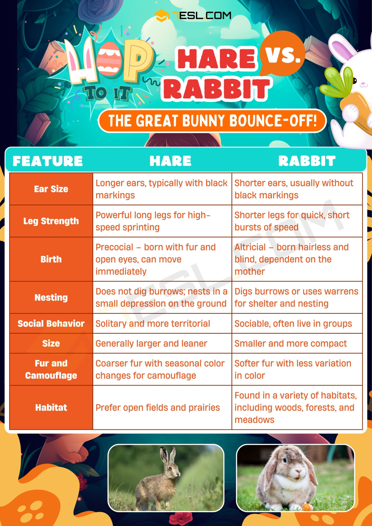 Hare vs. Rabbit