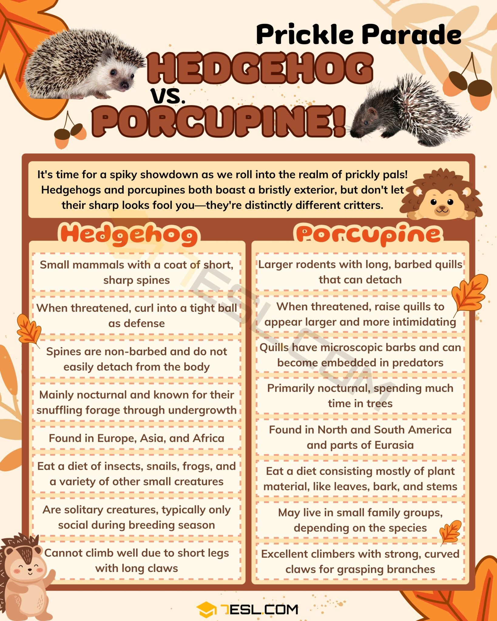 Hedgehog vs. Porcupine