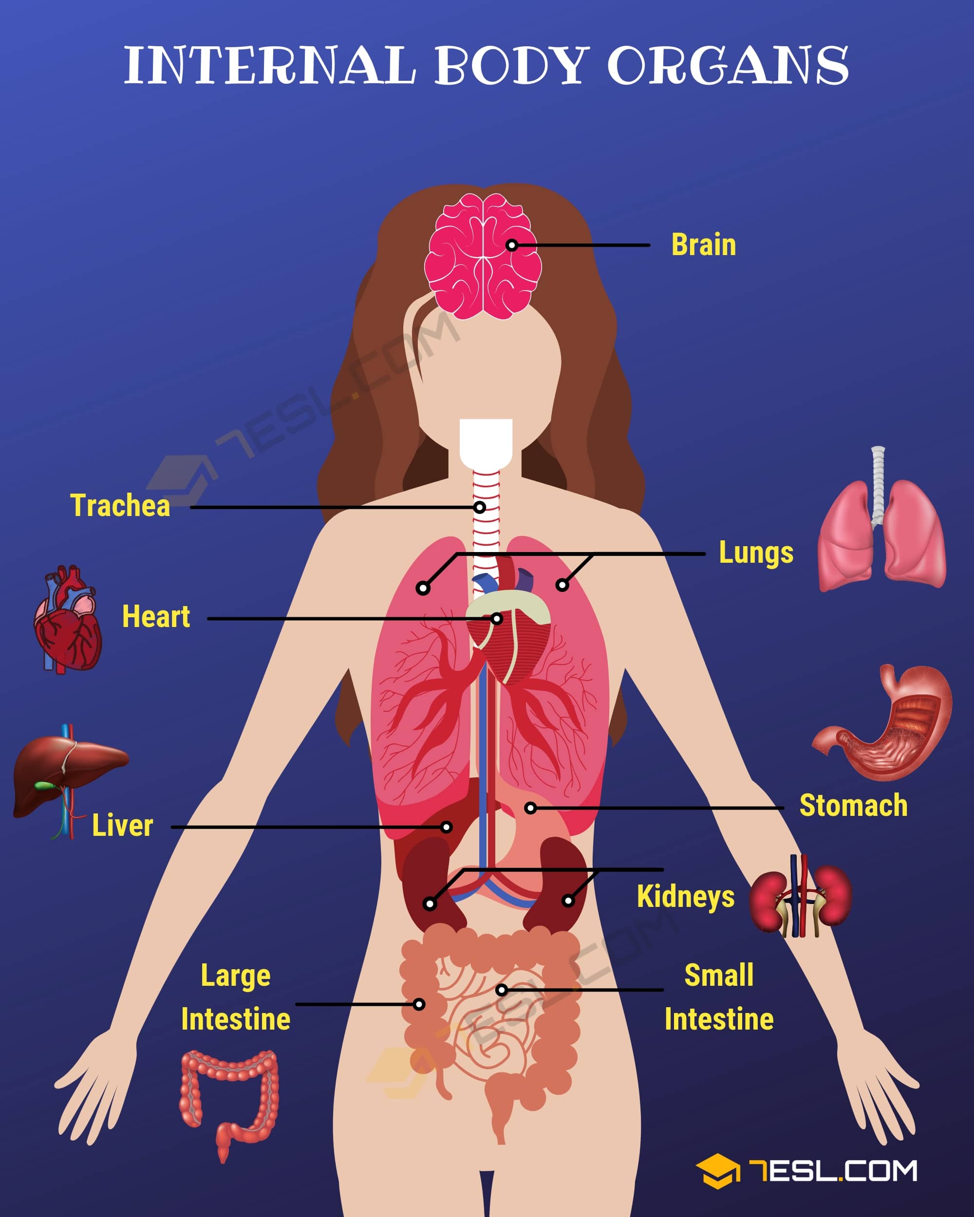 Internal Body Parts