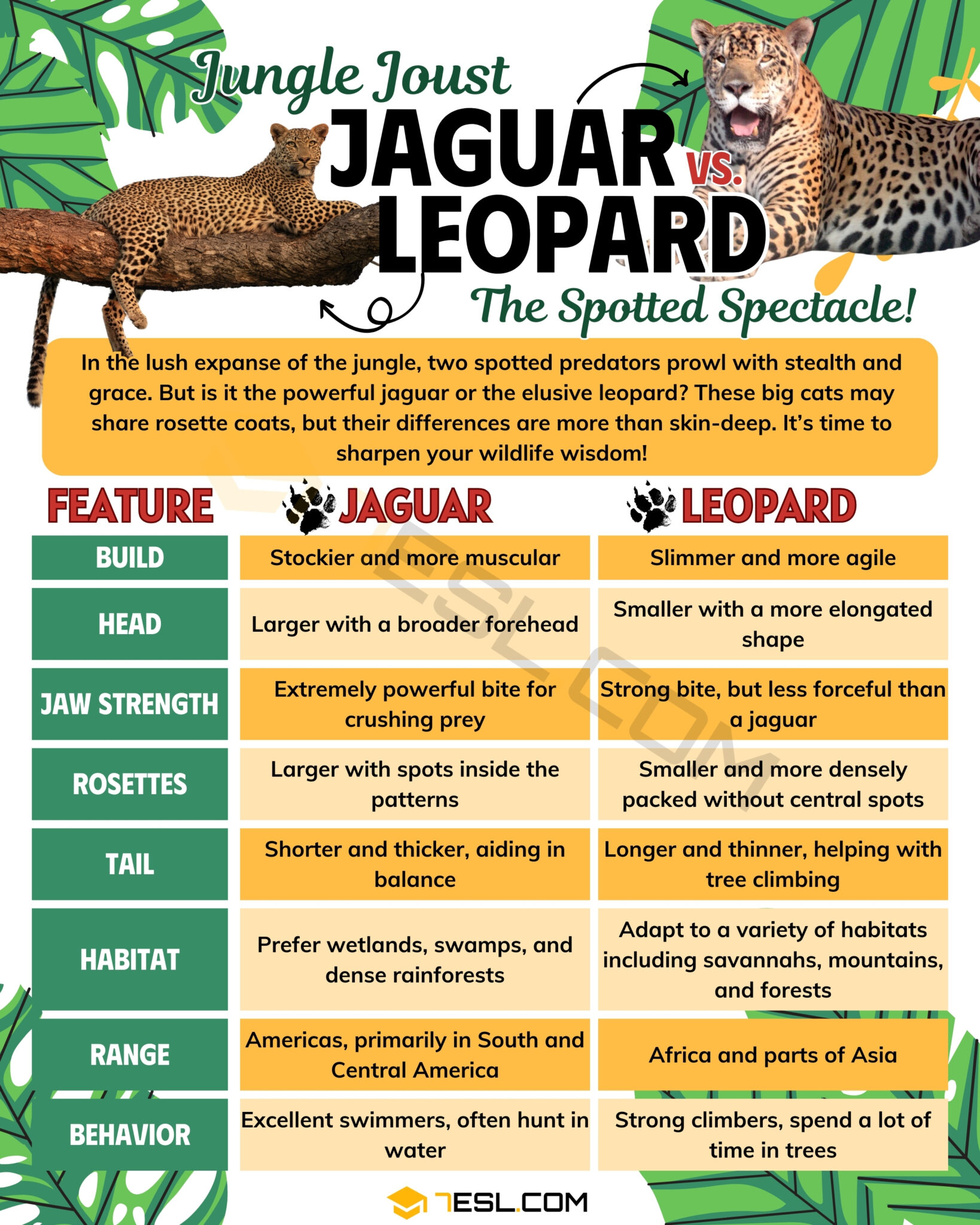 Jaguar vs. Leopard