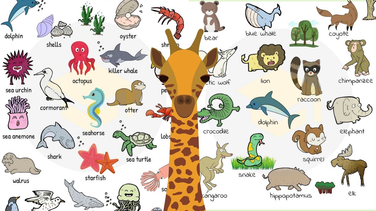 Animal Names