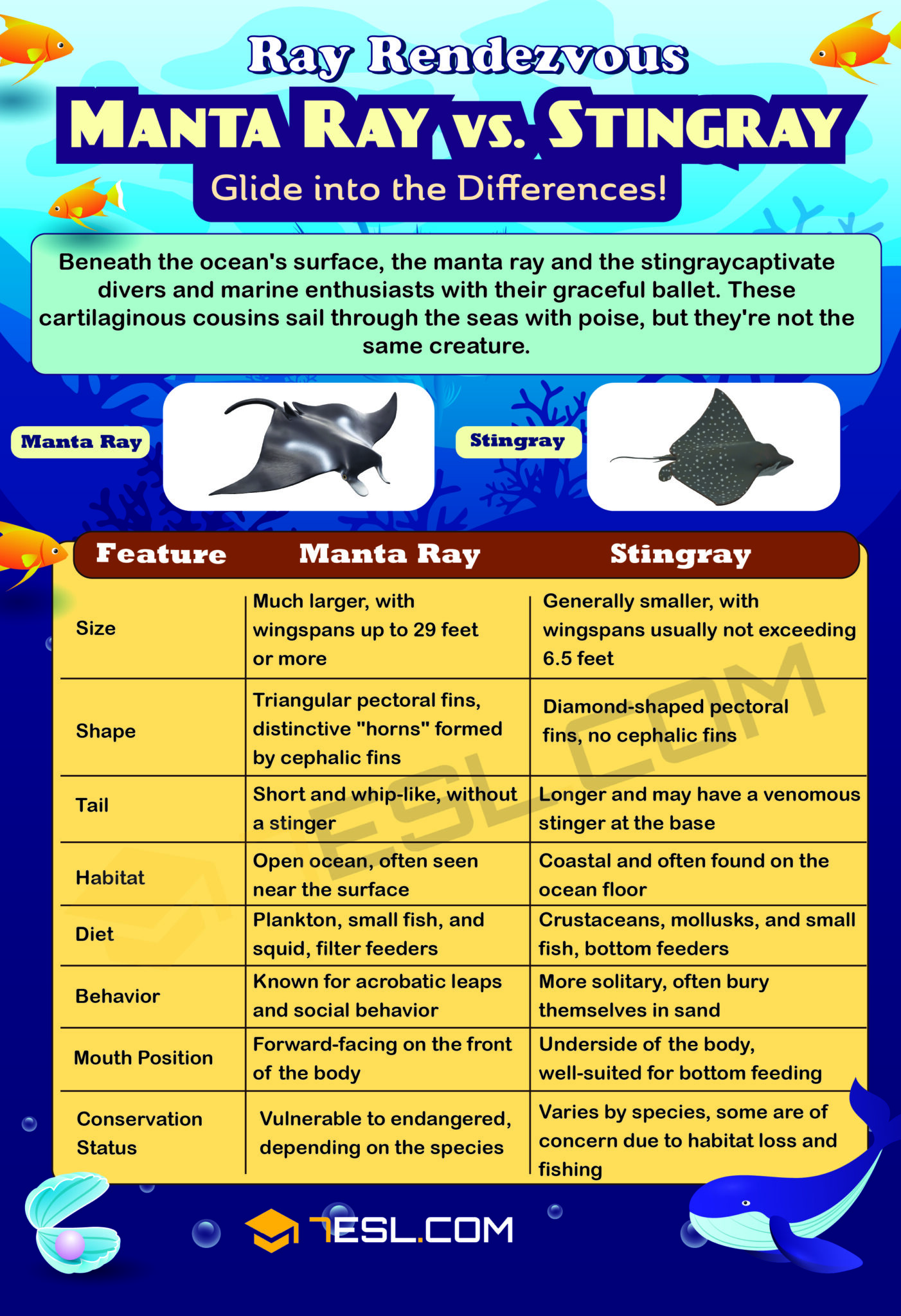 Manta Ray vs. Stingray