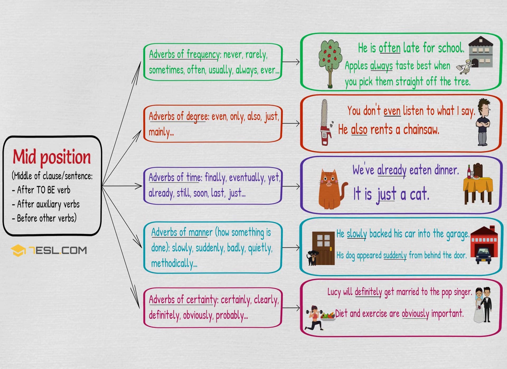 Position of Adverbs: Mid Position