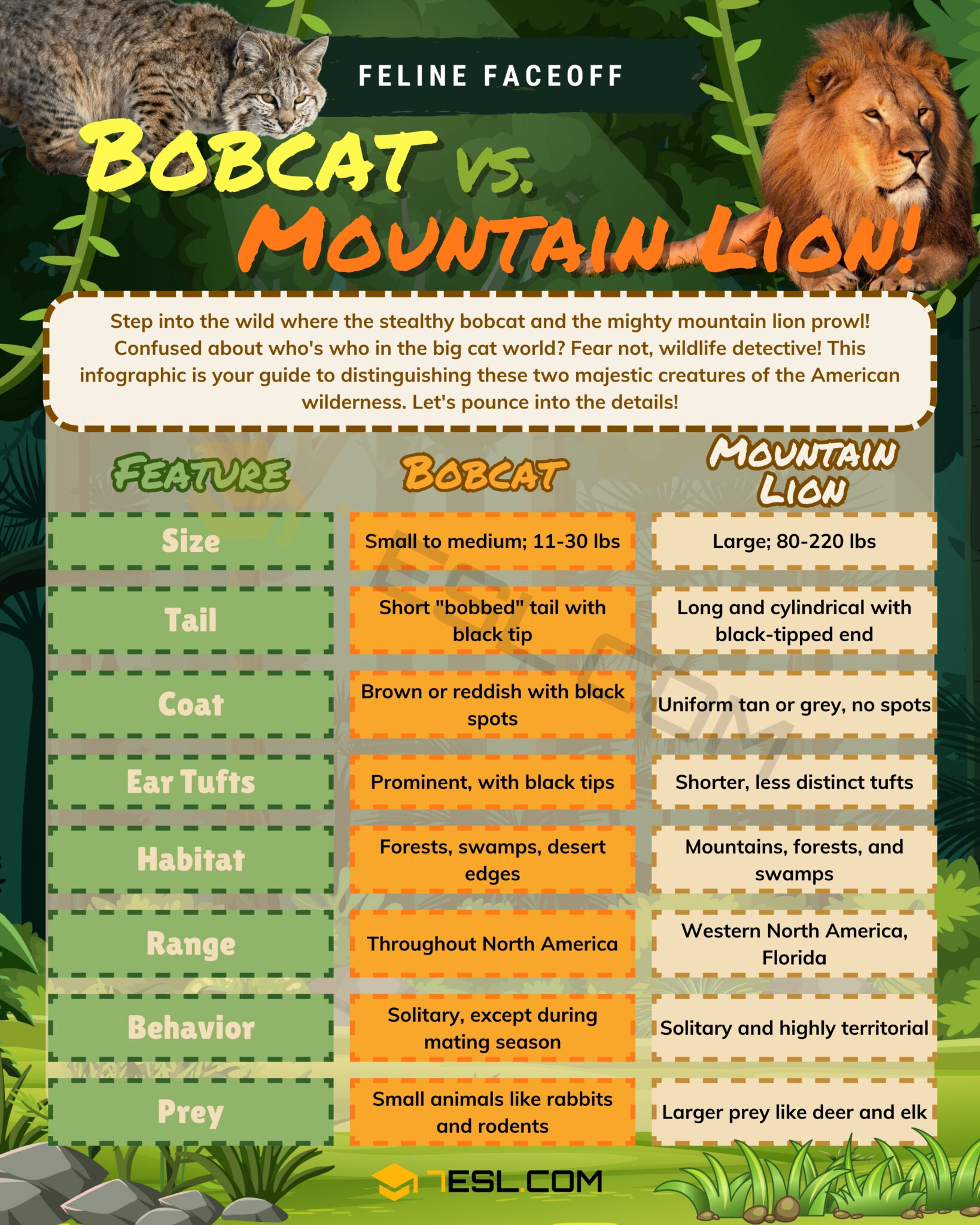 Bobcat vs. Mountain Lion