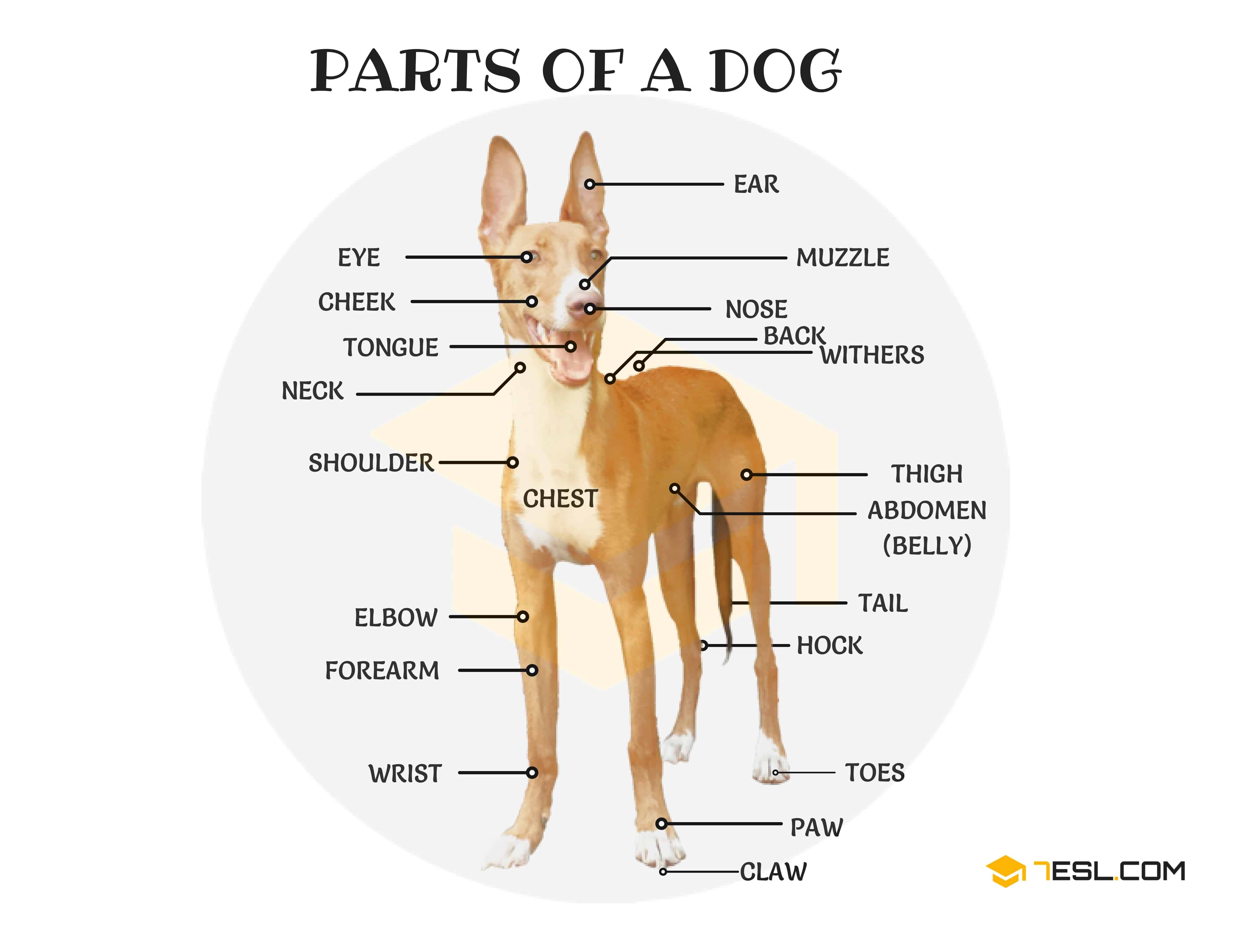 Animal Body Parts | Image 2