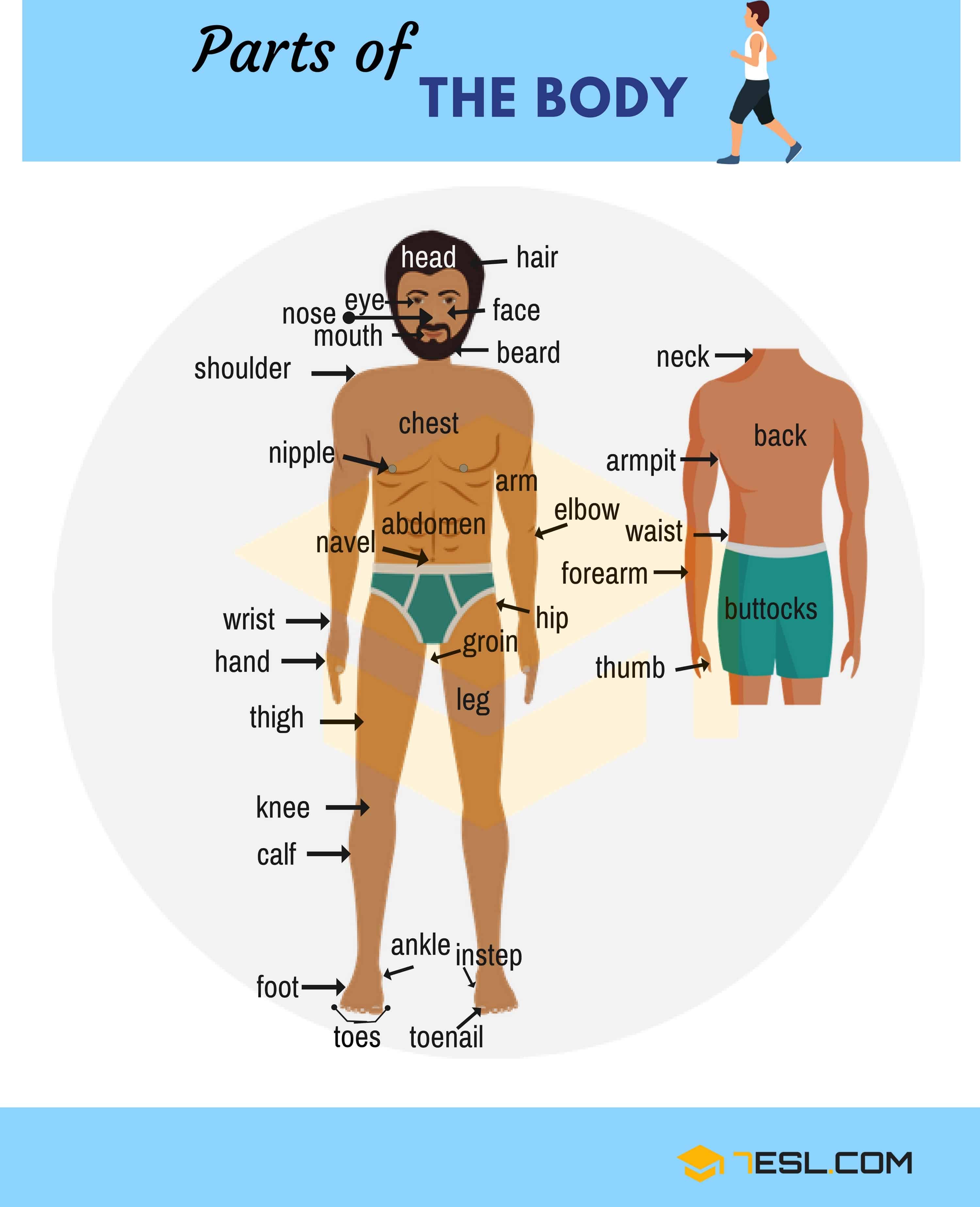 Body Parts Names