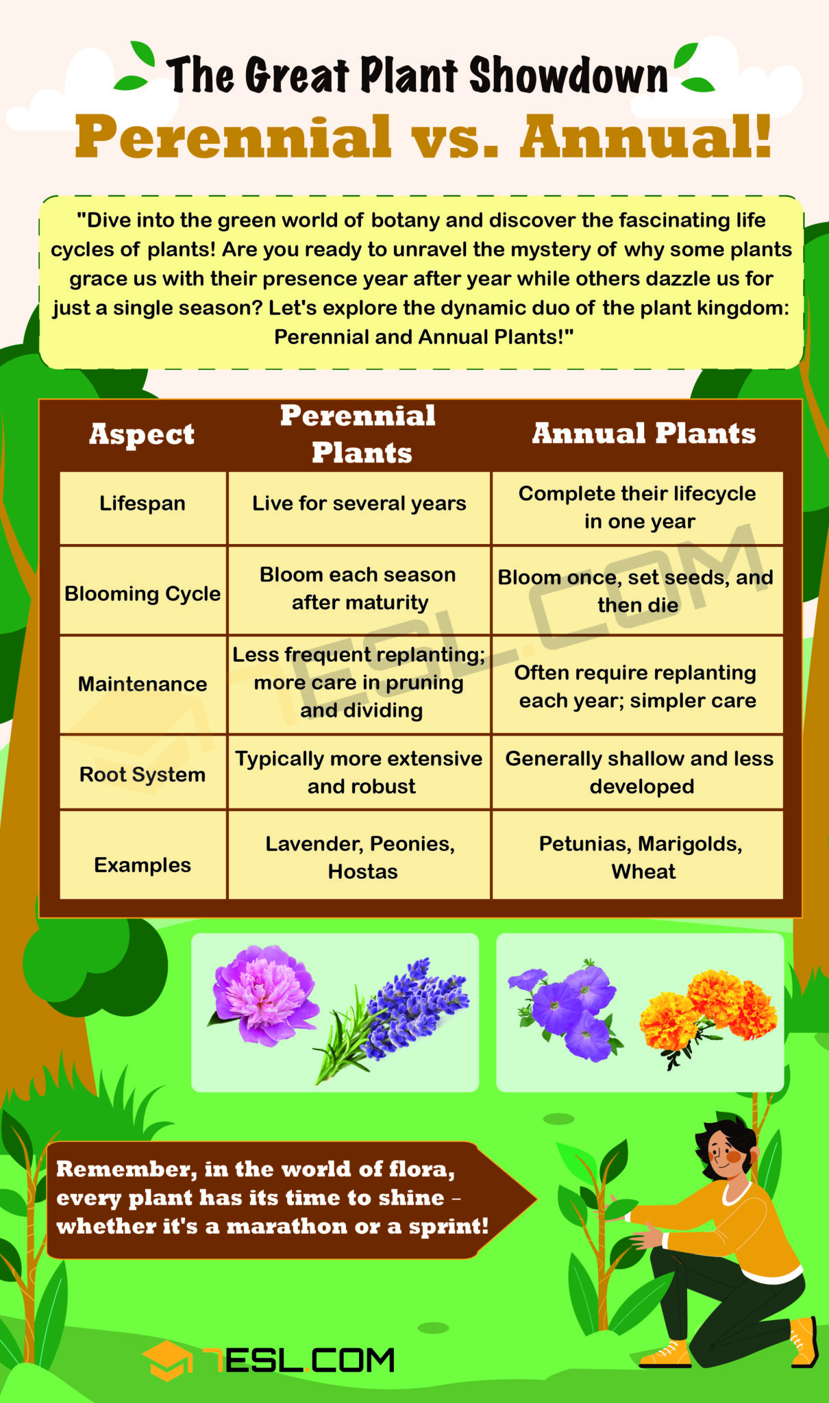 Perennial vs. Annual