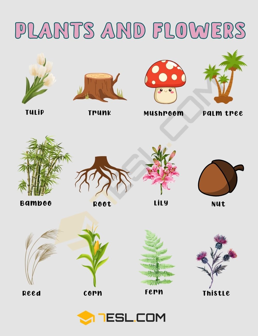 Plants and Flowers Names