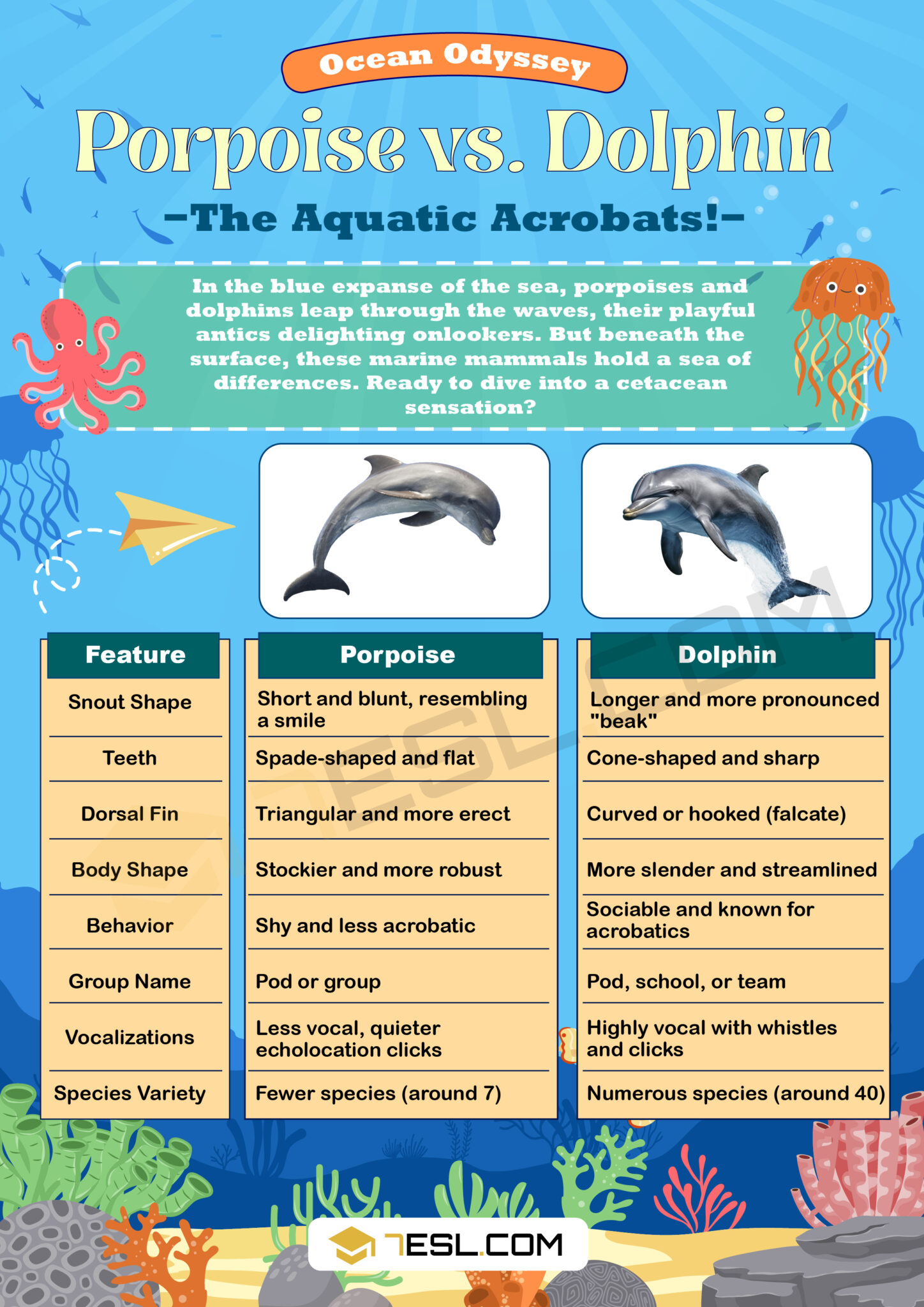 Porpoise vs. Dolphin