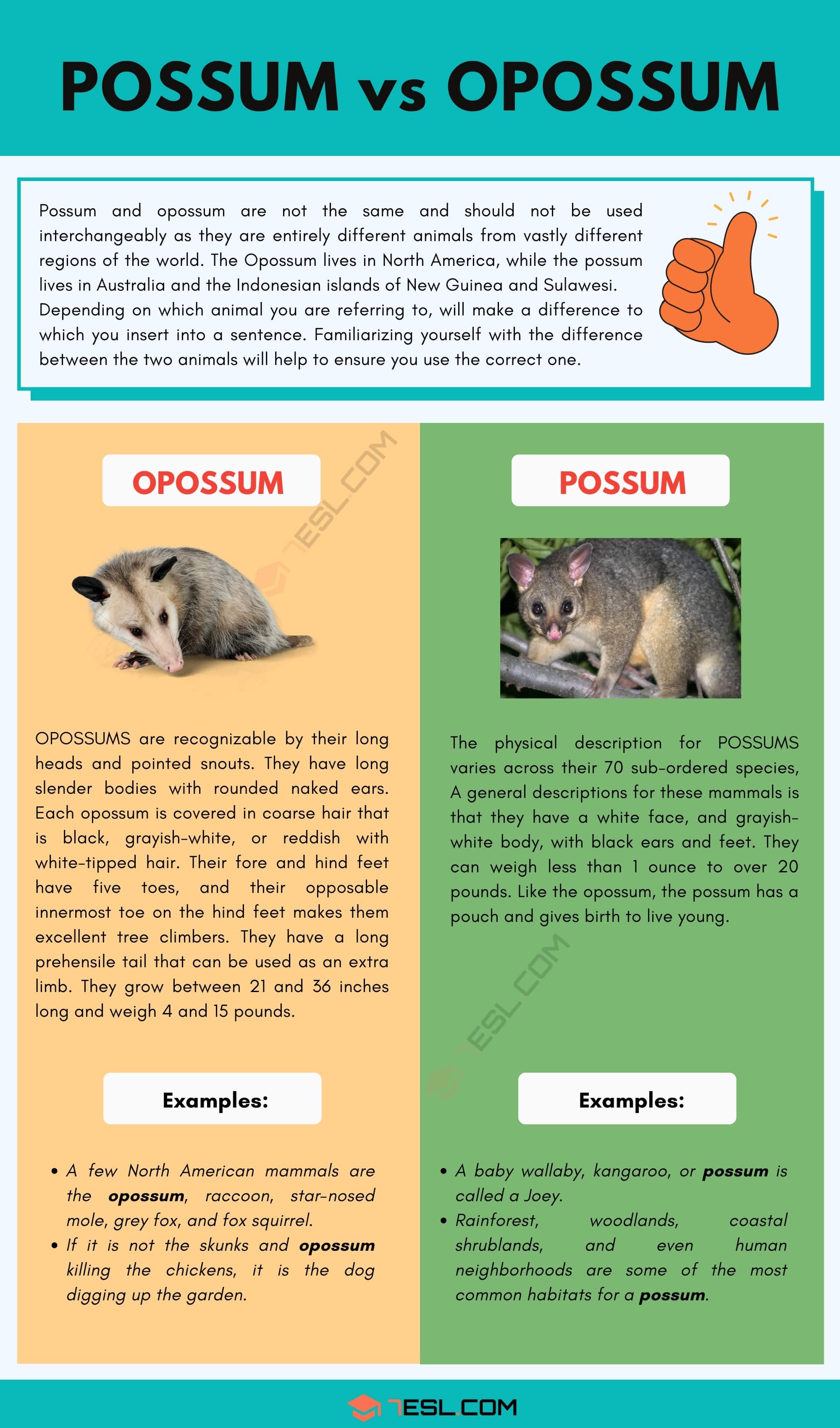 Possum vs. Opossum