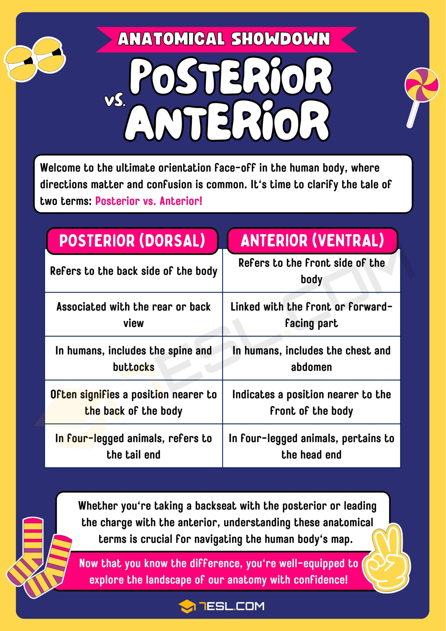 Posterior vs.Anterior