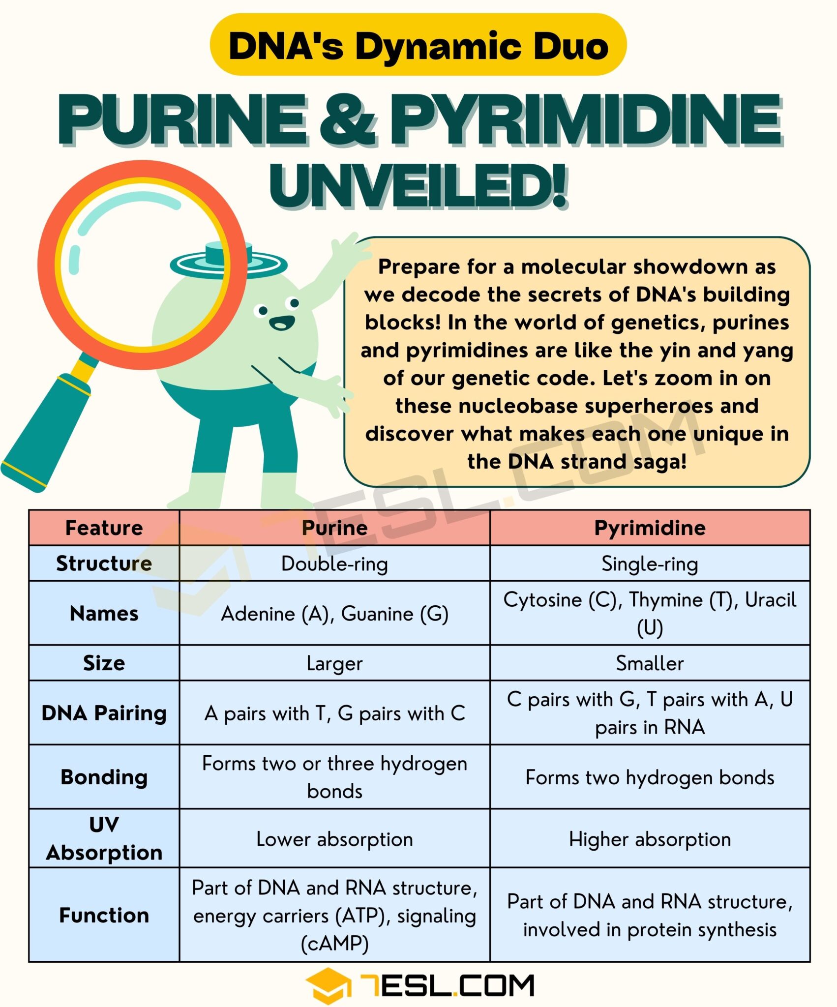 Purine vs. Pyrimidine