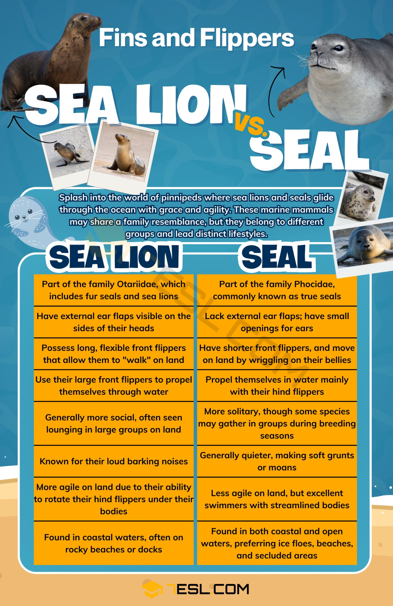 Sea Lion vs. Seal