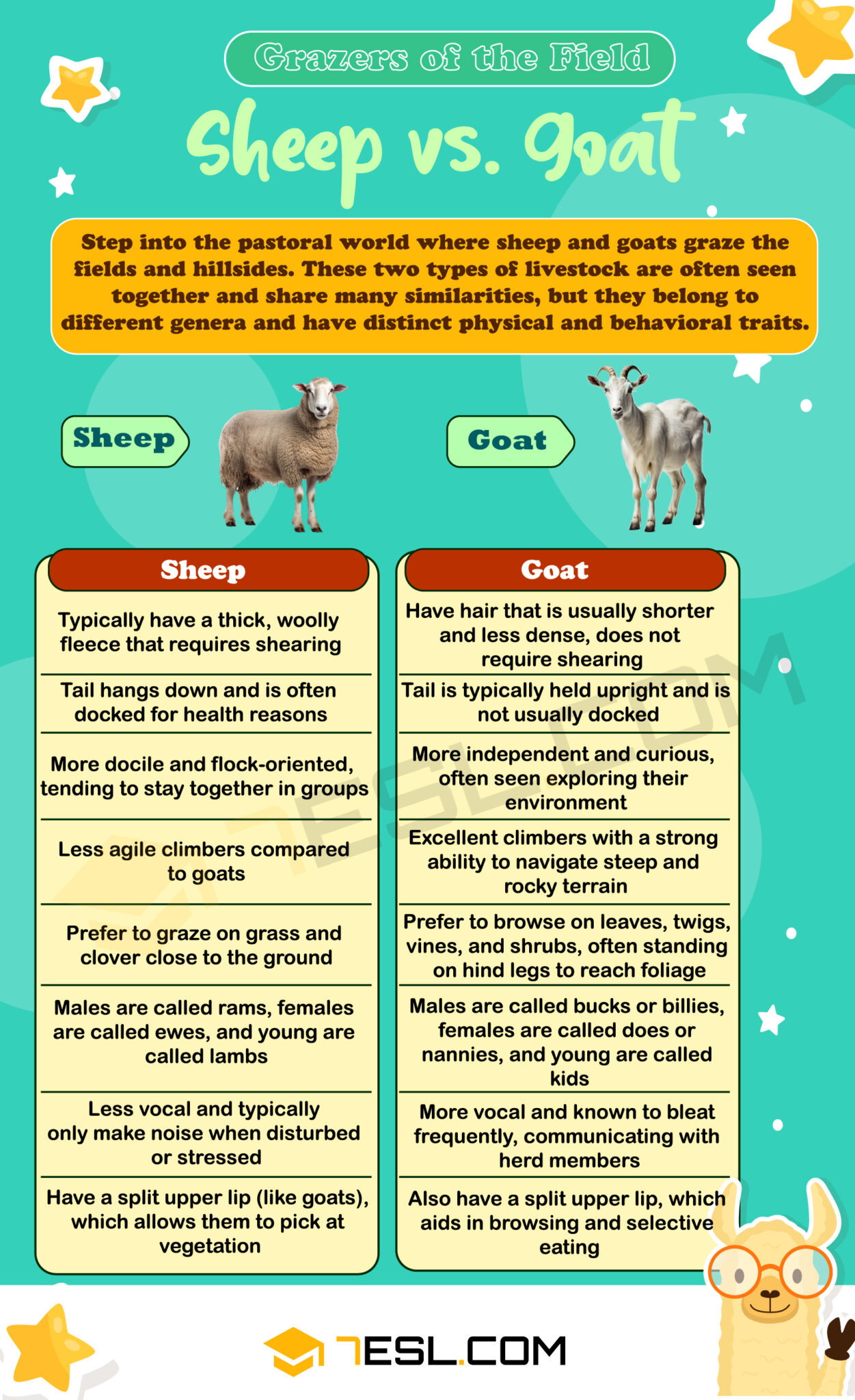 Sheep vs. Goat