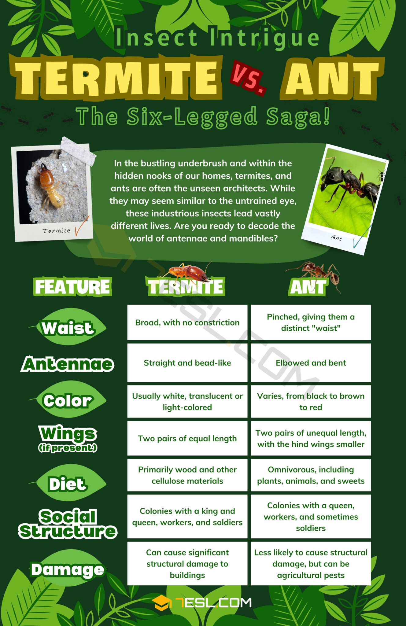 Termite vs. Ant