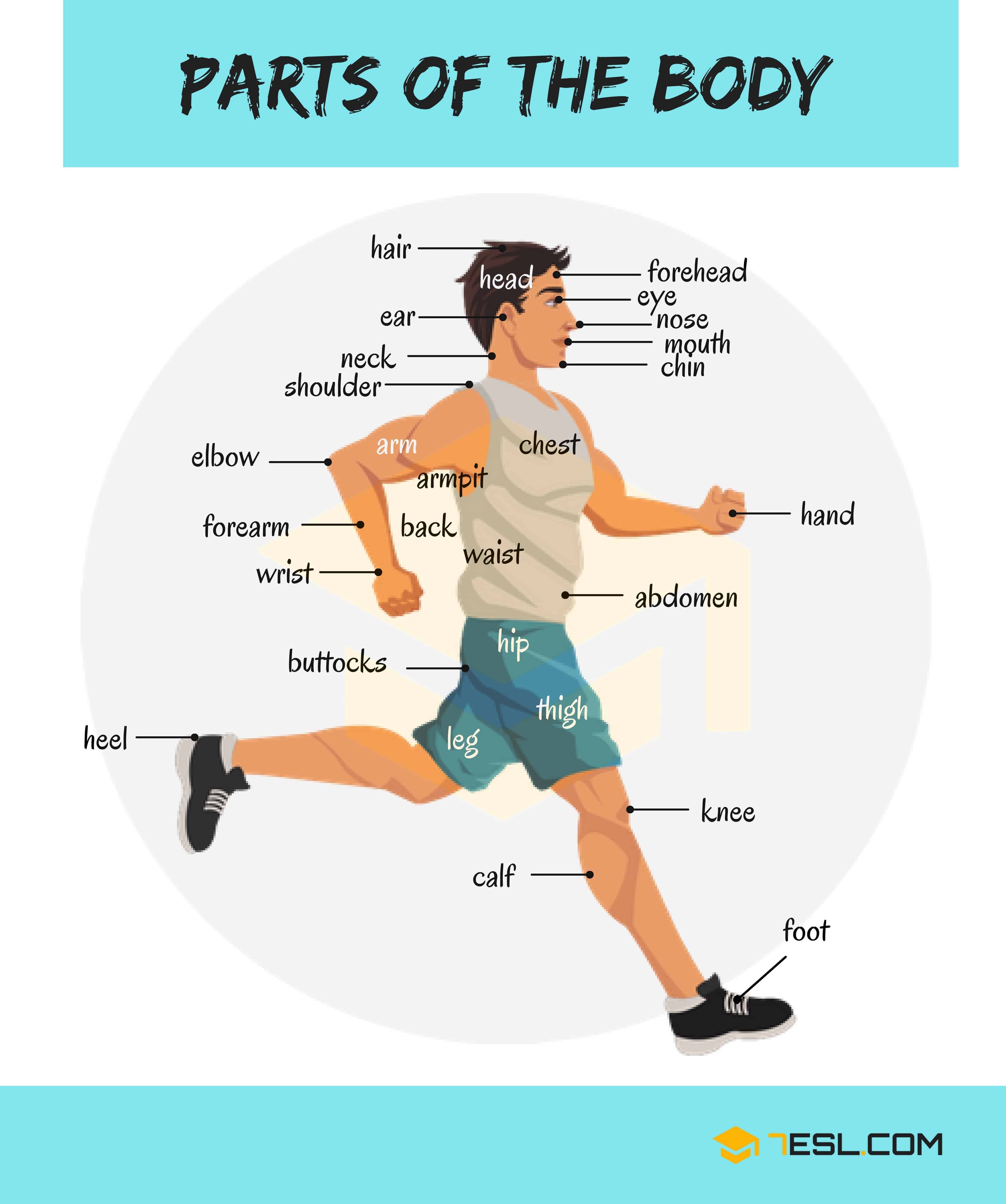 Parts of the Body
