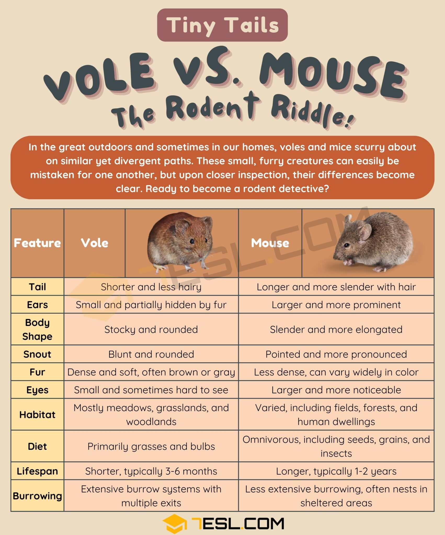 Vole vs. Mouse