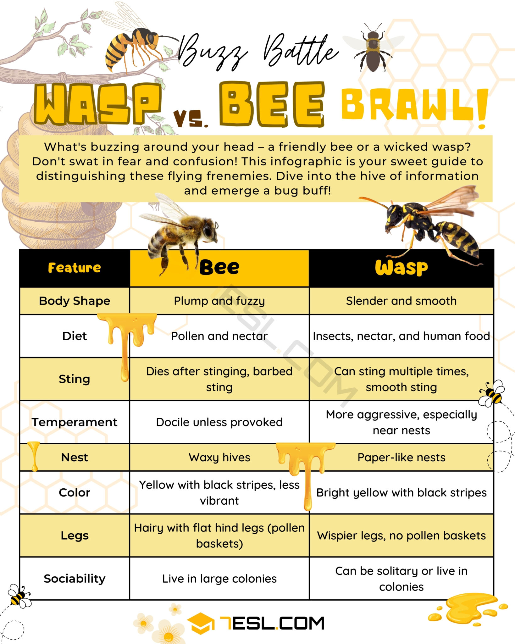 Wasp vs. Bee