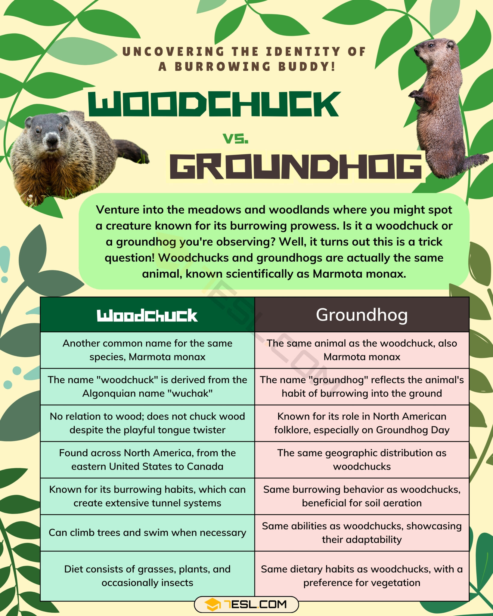 Woodchuck vs. Groundhog