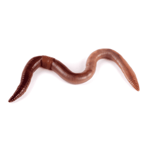 Annelids