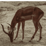 Antelope