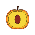 Apricot
