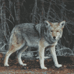 Arctic wolf