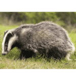 Badger