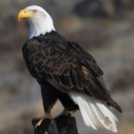 Bald eagle