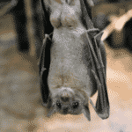 Bat