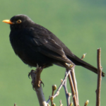 Black bird