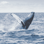 Blue whale