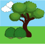 Bush