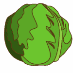 Cabbage