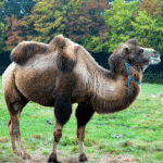 Camel