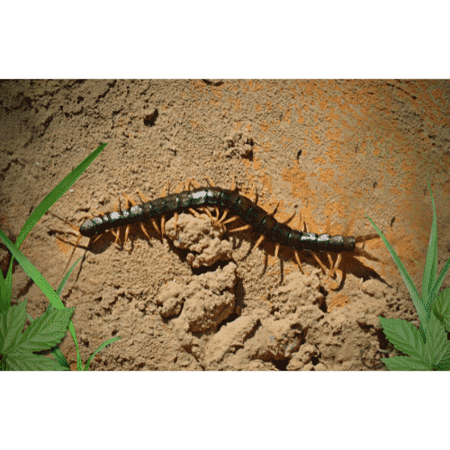Centipede