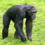 Chimpanzee