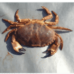 Crab