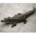 Crocodile