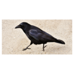 Crow